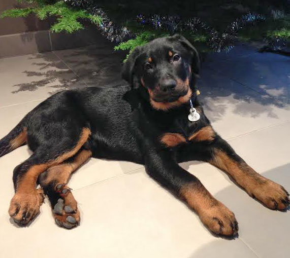 <vide>domainedelalicorne.fr Elevage de beauceron chiot beauceron pure race élevage du clos de la licorne elevage des gardiens de la licorne elevage beauceron noir et feu authentique gros gabarits élevage de Beauceron familial sérieux et qualité domainedelalicorne.fr suivi des chiots conseil d’éducation chiot propre bas rouge santé caractère spécialiste du beauceron noir et feu ou arlequin chien rustique berger de France  nos chiots sont élevés avec amour et attention notre passion au service de la qualité Beauceron de qualité et sportif domaine de la licorne 04380 BARRAS élevage en liberté éleveur berger de beauce élevage de beauceron de travail 